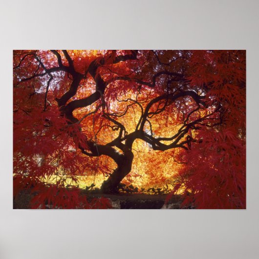 Connecticut: Darien, Japanse esdoorn 'Acer Poster (Voorkant)