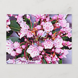 Connecticut Mountain Laurel Briefkaart