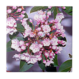 Connecticut Mountain Laurel Tegeltje