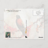 Connecticut State Bird - American Robin Briefkaart (Achterkant)