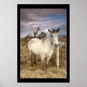Connemara Ponies. Poster door cARTerART