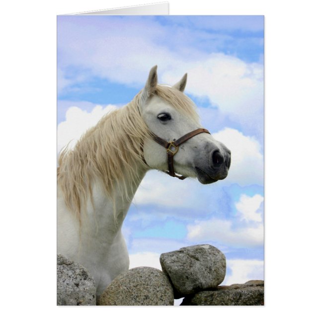 Connemara Pony (Voorkant)