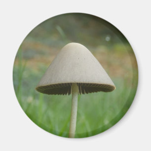 Conocmay rickenii Mushroom Magnet Magneet