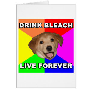 Conseil Chien