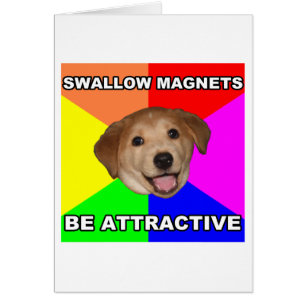 Conseil Chien Swallow Magnets