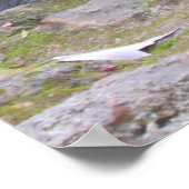 Conseil D'Une Poster Raccoon (Coin)