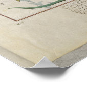 Consiligo, Burreed en aardbei Poster (Hoek)