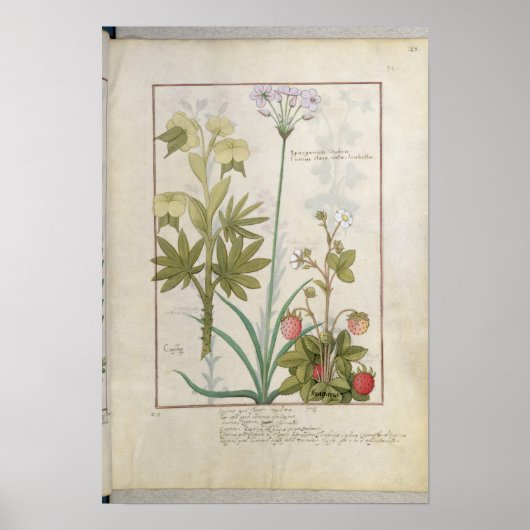 Consiligo, Burreed en aardbei Poster (Voorkant)