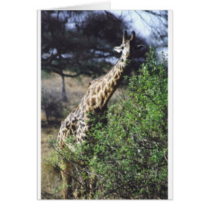 Consommation de masai de Twiga (girafe de masai)