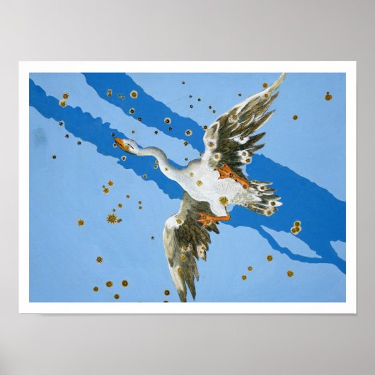Constellatie van Cygnus, van "Uranometria", geschr Poster (Voorkant)