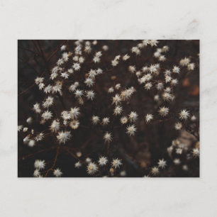 "Constellation Bosque" Briefkaart