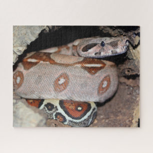 Constrictor Red Tail Boa Legpuzzel