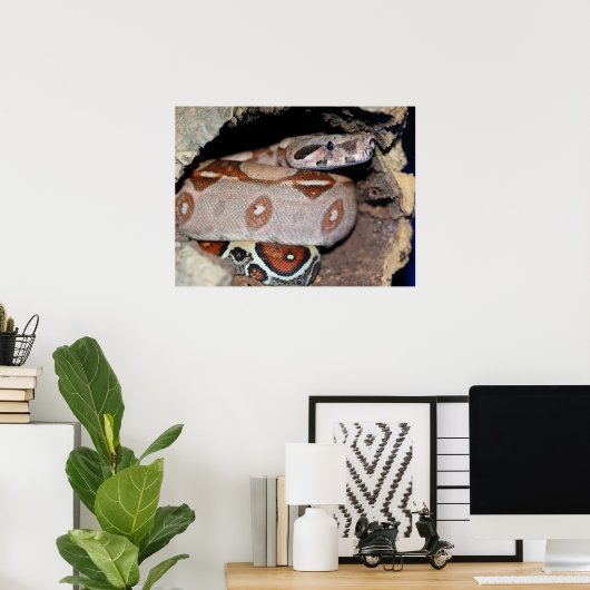 Constrictor Red Tail Boa Poster (Thuiskantoor)