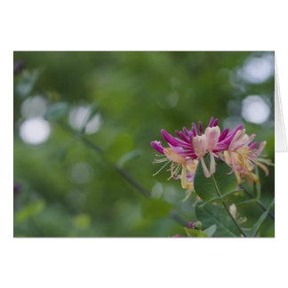 Contact de chèvrefeuille