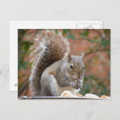 Contante eekhoorn briefkaart (Voorkant / Achterkant)