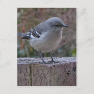 Contemplatief Mocking Bird Briefkaart