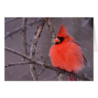 Contemplation hivernale