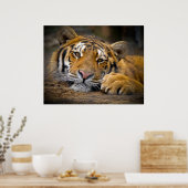 Content Tiger Poster (Keuken)