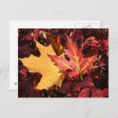 Contrast herfst briefkaart (Voorkant / Achterkant)