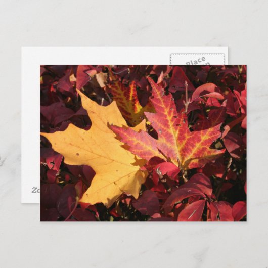 Contrast herfst briefkaart (Voorkant / Achterkant)