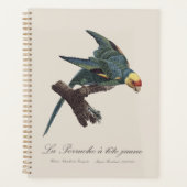 Conure de Caroline, Conuropsis carolinensis (Devant)