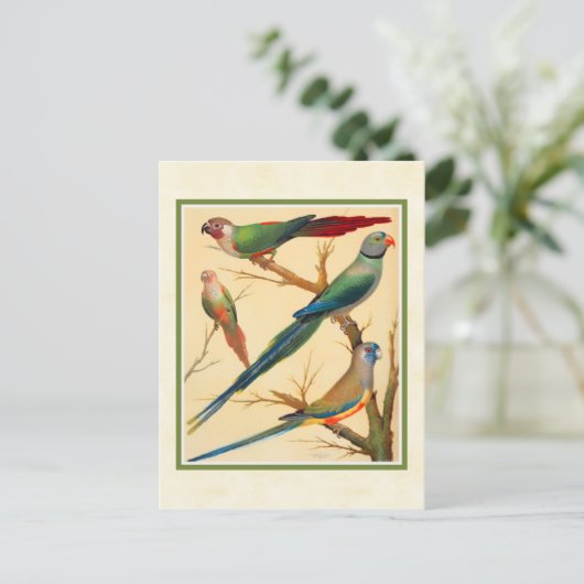  conure en parakeets briefkaart (Staand voorkant)