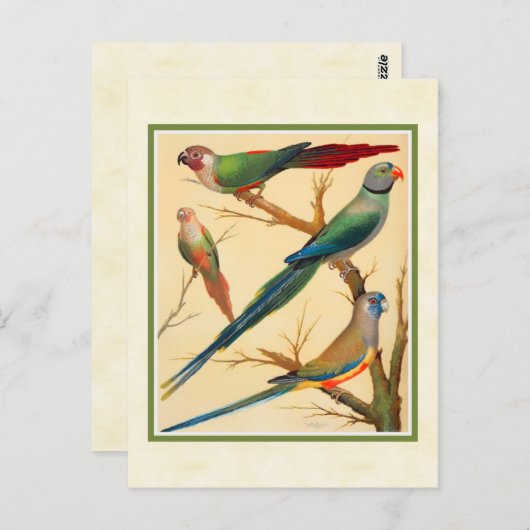  conure en parakeets briefkaart (Voorkant / Achterkant)