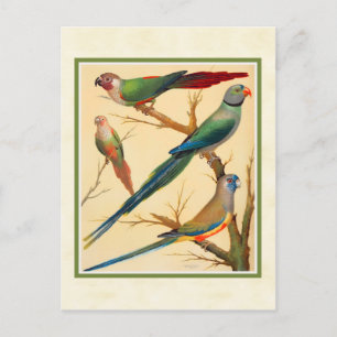  conure en parakeets briefkaart