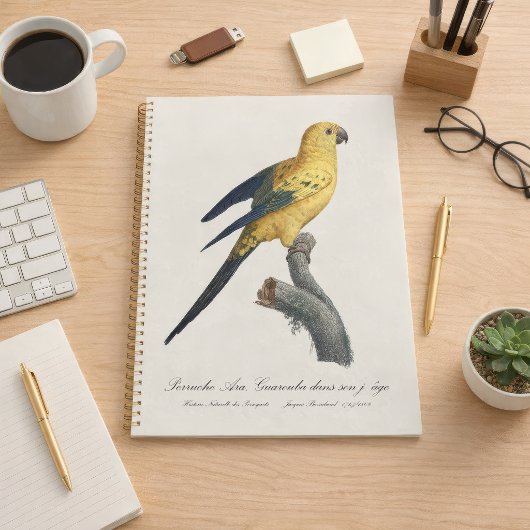 Conure soleil Aratinga solstitialis