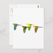 Conures! Briefkaart (Voorkant / Achterkant)