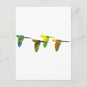 Conures! Briefkaart