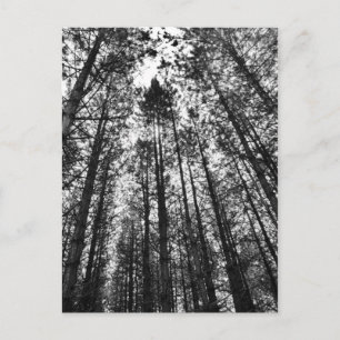 convergerende bomen briefkaart