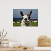 Cooest Llama Poster (Keuken)