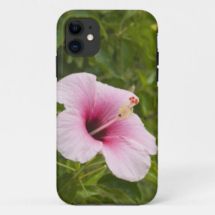 Cook Eilanden, Atiu. Hibiscus bloem. iPhone 11 Hoesje