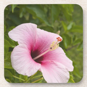 Cook Eilanden, Atiu. Hibiscus bloem. Drankjes Onderzetter
