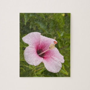 Cook Eilanden, Atiu. Hibiscus bloem. Legpuzzel