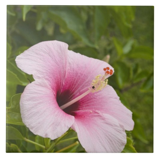 Cook Eilanden, Atiu. Hibiscus bloem. Tegeltje (Voorkant)
