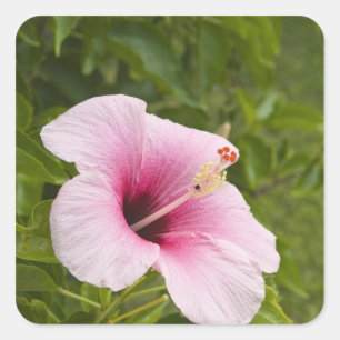 Cook Eilanden, Atiu. Hibiscus bloem. Vierkante Sticker