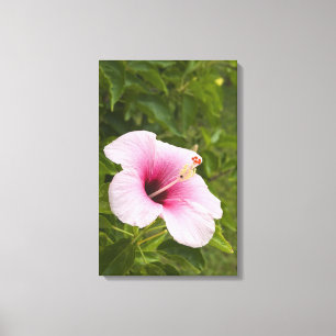 Cookeilanden, Atiu. Hibiscus-bloem. Canvas Afdruk