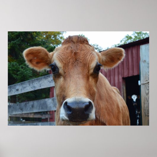 Cookie-Koe Poster (Voorkant)