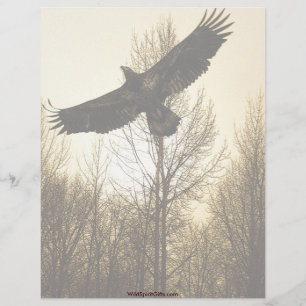 Cool Bald Eagle Wildlife Collectie Briefhoofd Ontwerp
