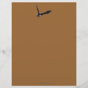 Cool Bald Eagle Wildlife Collectie Briefhoofd Ontwerp