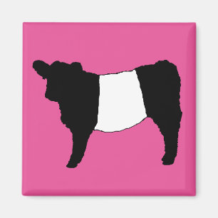 Cool Belted Galloway Cattle Rare Koe Beltie Steer Magneet