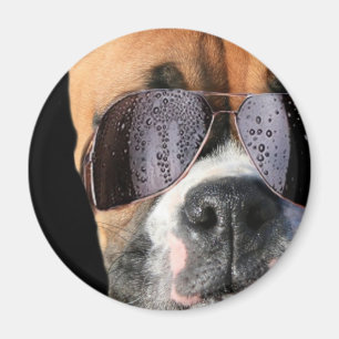 Cool Boxer in zonnebril magneet