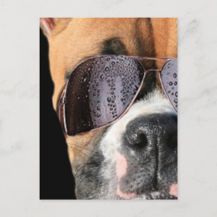 Cool Boxer in zonnebrillen briefkaart