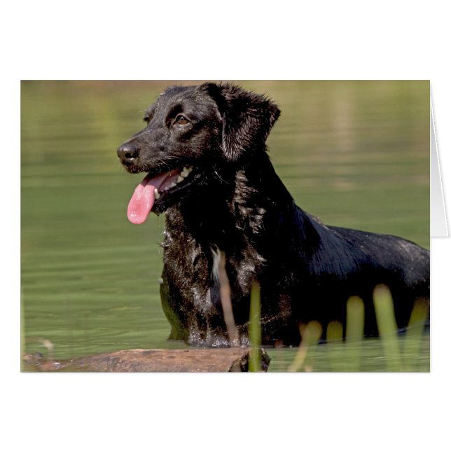 Cool dip (Voorkant Horizontaal)