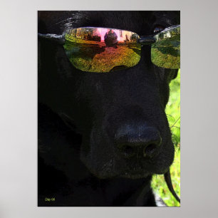 Cool Dog Poster