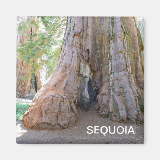 Cool Giant Sequoia Magnet! Magneet (Voorkant)