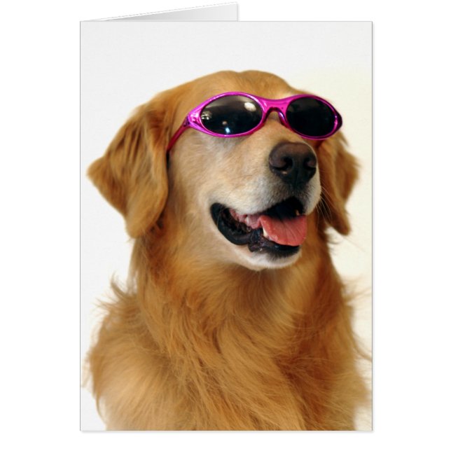 Cool Golden Retriever (Voorkant)