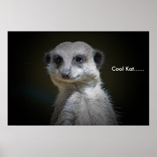 Cool Kat..... Poster